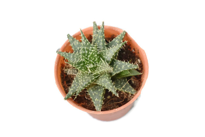 Aloe descoingsii - Aloe