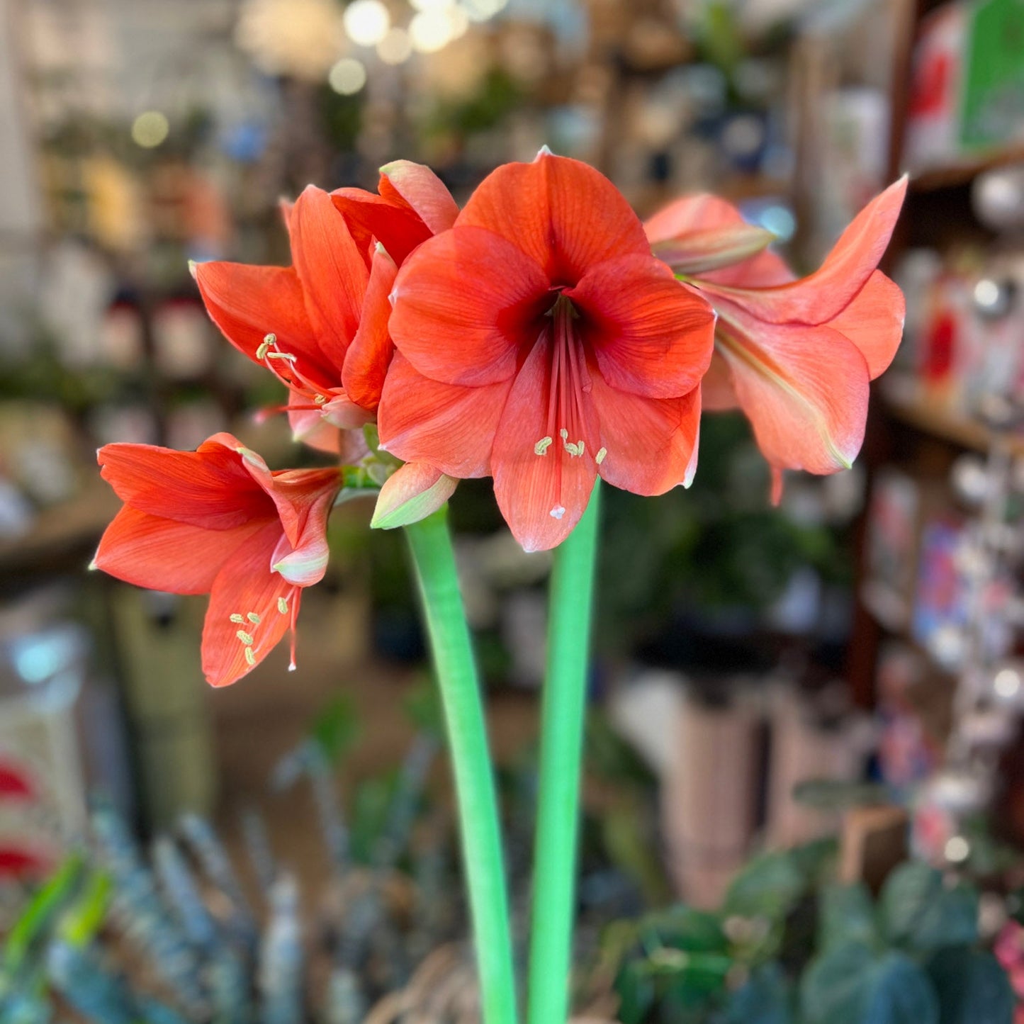 Ready-to-Grow Amaryllis Bulbs