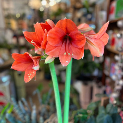 Ready-to-Grow Amaryllis Bulbs