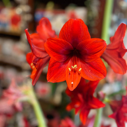Ready-to-Grow Amaryllis Bulbs