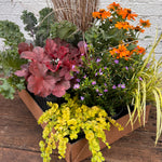 Fall Annuals DIY Container Kit
