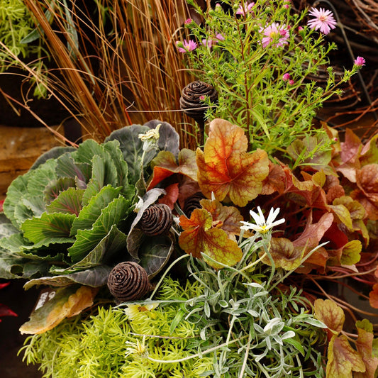 Fall Container Workshop - Sunday Sept 7th