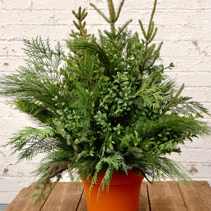 Refined Winter Spruce Tip Container