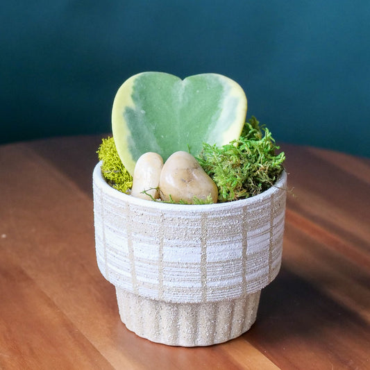 Mini but Mighty Love Planter - Preorder Now!