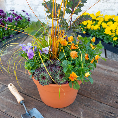 Spring Container Combinations Workshop