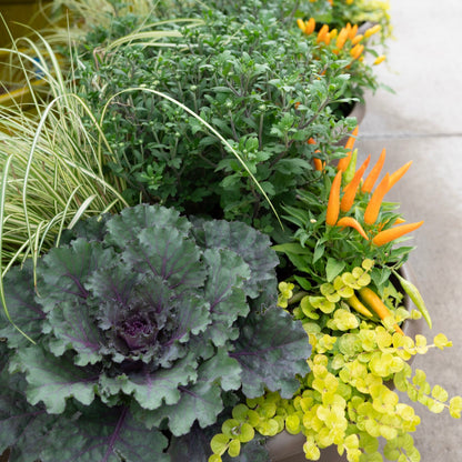 Autumn Abundance Seasonal Container