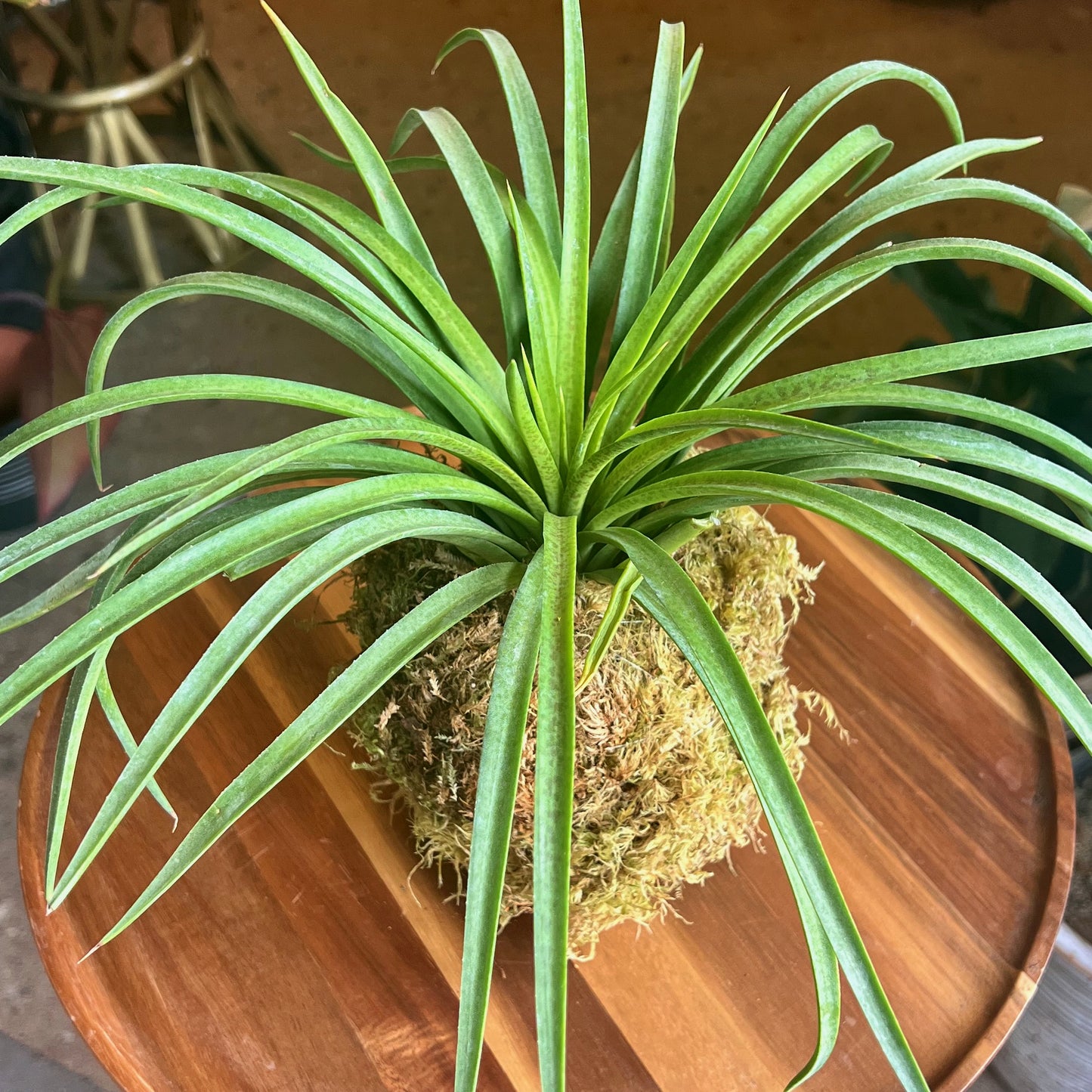 Kokedama