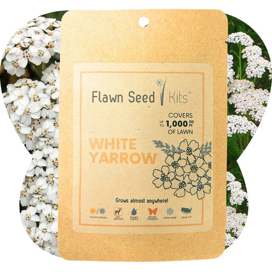 White Yarrow - Flawn Seed