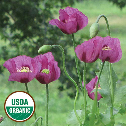 Seed Savers Exchange - Hungarian Blue Breadseed Poppy