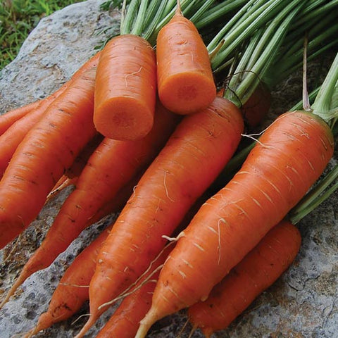 Seed Savers Exchange - Red Cored Chantenay Carrot