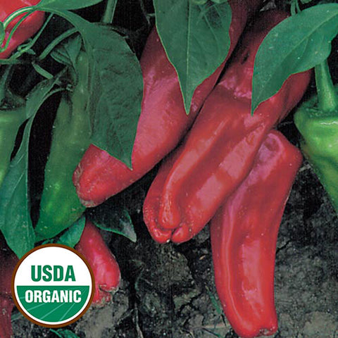 Seed Savers Exchange - Marconi Red Pepper