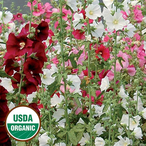 Seed Savers Exchange - Outhouse Hollyhock