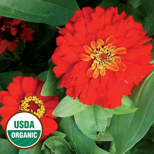 Seed Savers Exchange - Gift Zinnia