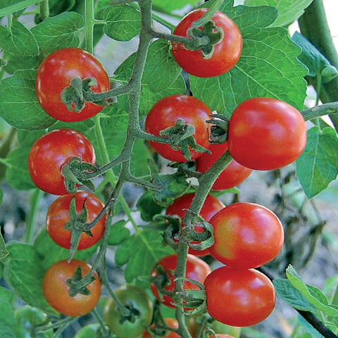 Seed Savers Exchange - Mexico Midget Tomato