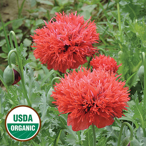 Seed Savers Exchange - Chima Family Heirloom Poppy