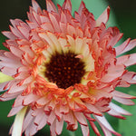 Seed Savers Exchange - 'Touch of Red Buff' Calendula