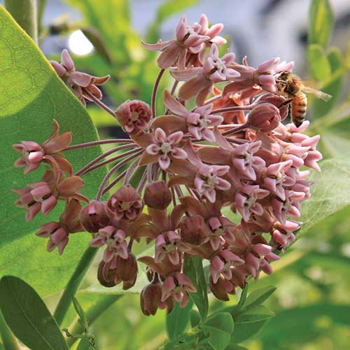 Seed Savers Exchange - Common Milkweed