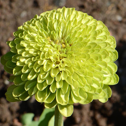 Seed Savers Exchange - Envy Zinnia