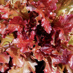 Seed Savers Exchange - Red Salad Bowl Lettuce