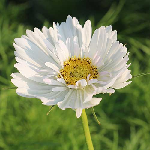 Seed Savers Exchange - Fizzy White Cosmos