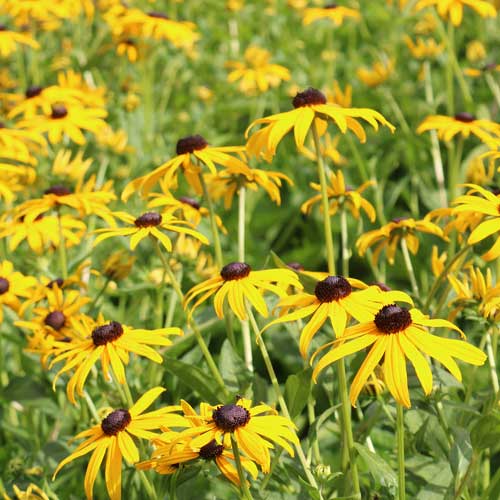 Seed Savers Exchange - Black-Eyed Susan