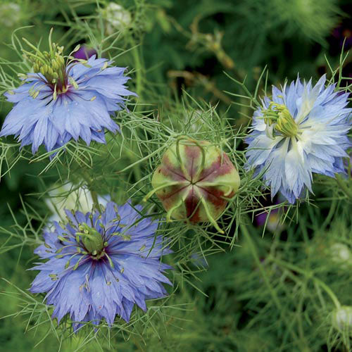 Seed Savers Exchange - 'Miss Jekyll' Love-in-a-Mist