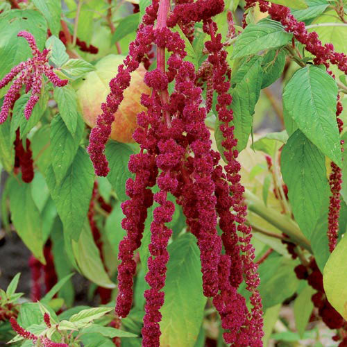 Seed Savers Exchange - Love-Lies-Bleeding