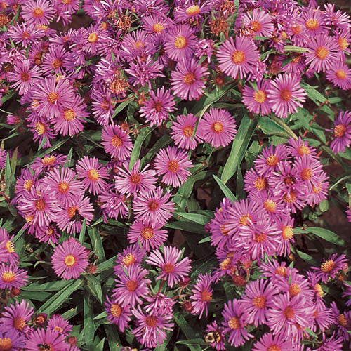 Seed Savers Exchange - New England Aster