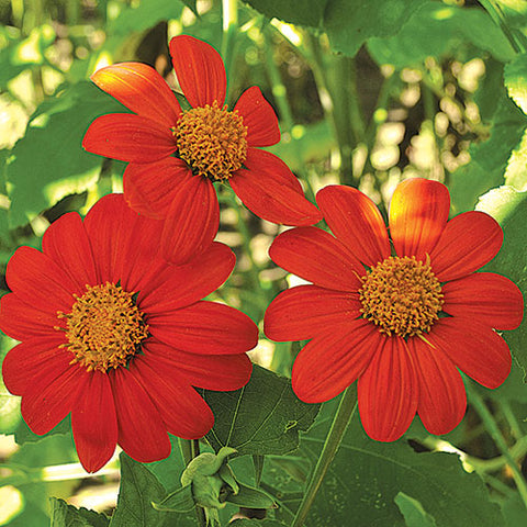 Seed Savers Exchange - Torch (Mexican) Sunflower