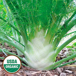 Seed Savers Exchange - Florence Fennel