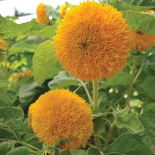 Seed Savers Exchange - Teddy Bear Sunflower