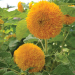 Seed Savers Exchange - Teddy Bear Sunflower