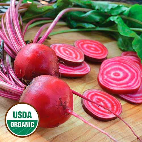 Seed Savers Exchange - Chioggia Beet