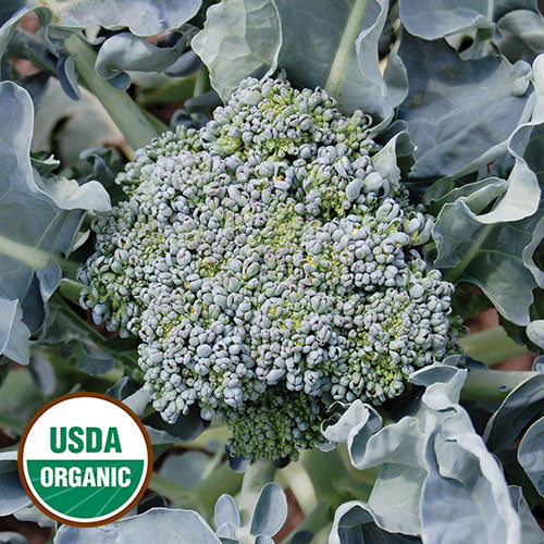 Seed Savers Exchange - Calabrese Broccoli