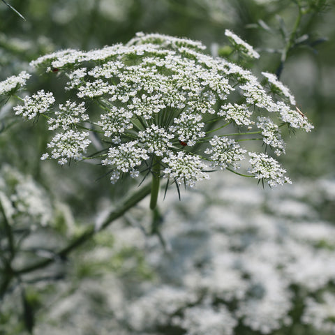 Seed Savers Exchange - Bishop's Flower