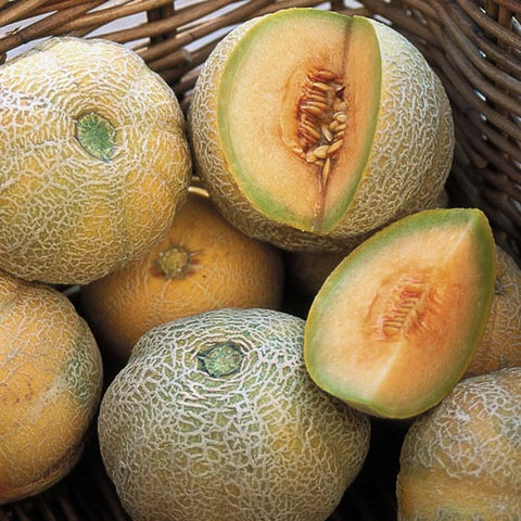 Seed Savers Exchange - Minnesota Midget Melon