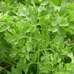 Seed Savers Exchange - Garden Cress