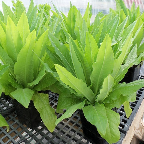 Seed Savers Exchange - Strela Green Lettuce