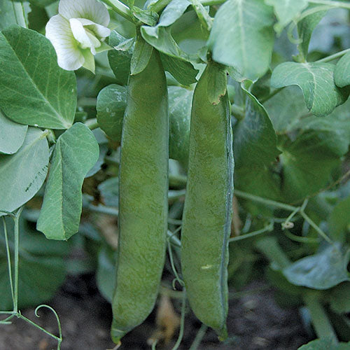 Seed Savers Exchange - Green Arrow Peas