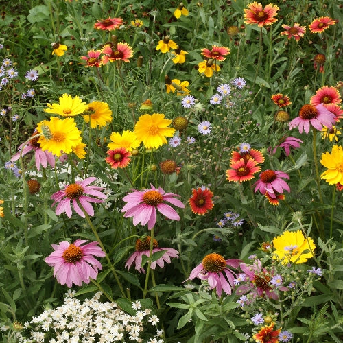 Seed Savers Exchange - Honey Bee Flower Mix