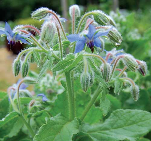 Seed Savers Exchange - Borage