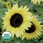 Seed Savers Exchange - Valentine Sunflower