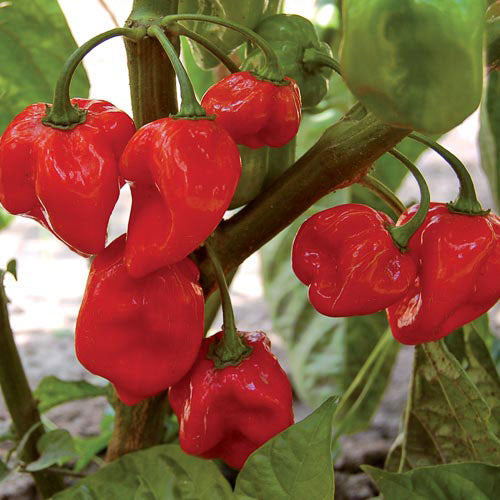 Seed Savers Exchange - Red Habanero Pepper