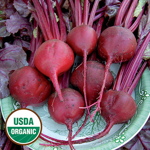 Seed Savers Exchange - Bull's Blood Beet