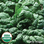 Seed Savers Exchange - Bloomsdale Spinach