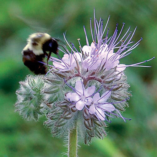 Seed Savers Exchange - Bee's Friend Flower