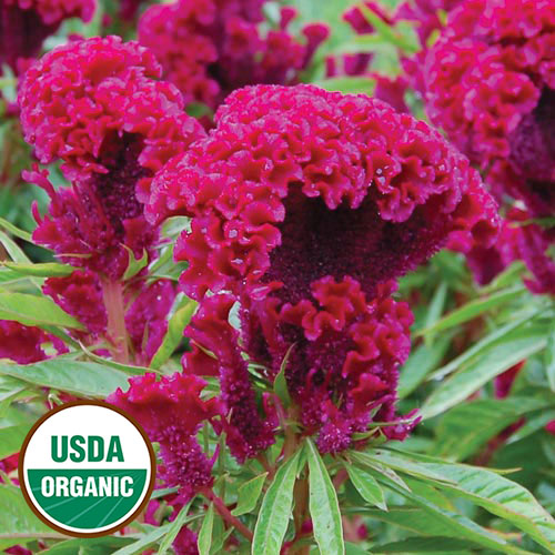 Seed Savers Exchange - Amish Cockscomb (Celosia)