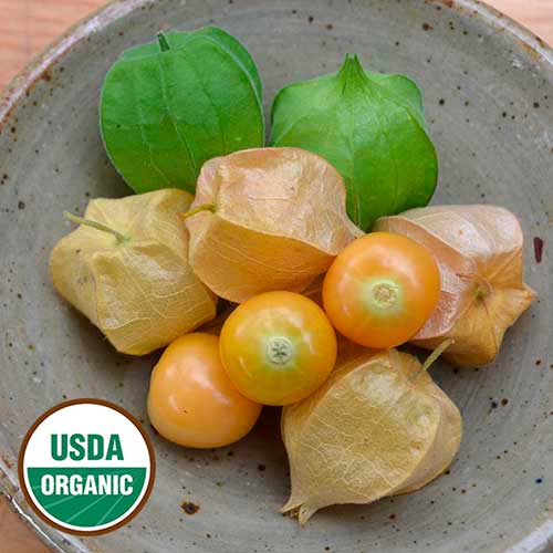 Seed Savers Exchange - Aunt Molly's Ground Cherry