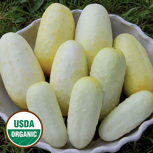 Seed Savers Exchange - Boothby's Blonde Cucumber