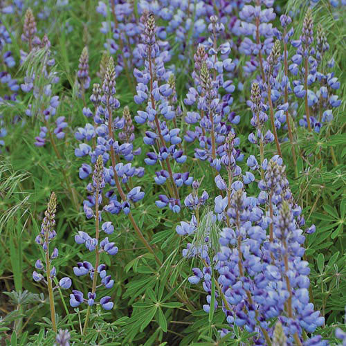 Seed Savers Exchange - Lupine